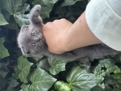 Scottish Fold Ayi Surat