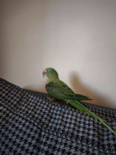 8aylık Bebek Alexander Papağanı