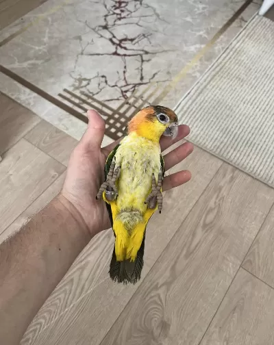 Full Evcil Yavru Caique