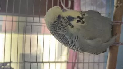 Show Jumbo Erkek Muhabbet Kuşu