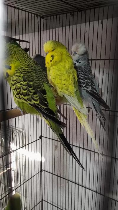 Şow Ve Jumbo Muhabbet Kuşları