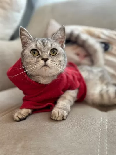 British Shorthair 12 Aylık