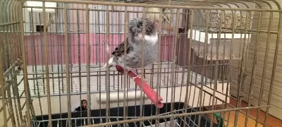 Yeni Eşe Atılmış Takım Gloster Kanaryalar