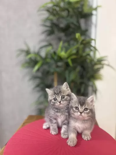 British Shorthair A Kalite Yavrularim