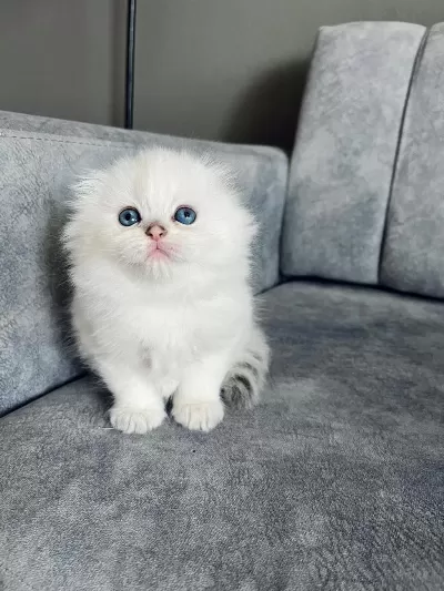 2 Aylik Erkek Uzun Tüylü Scottish Fold