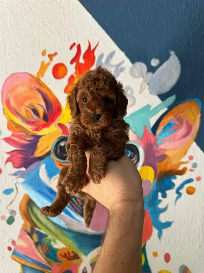 Minik Toy Poodle Bebekler