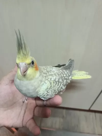 Her Renk Yavru Sultan Papağanı