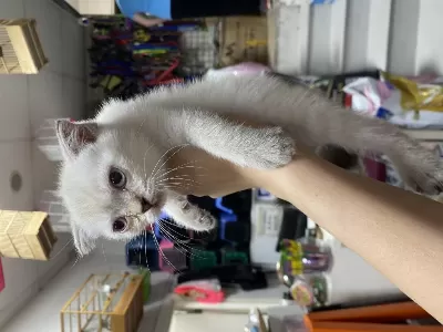 Çok Özel British Shorthair Yavrularımız