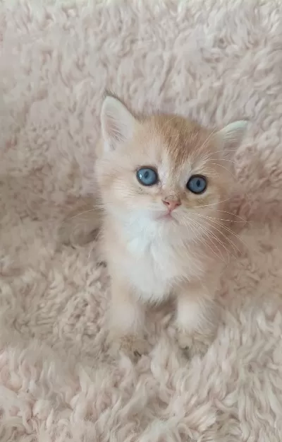 Ny Serisi British Shorthair Bebişler
