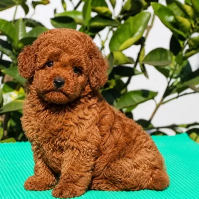 Red Brown Minyatür Toy Poodle Yavrular