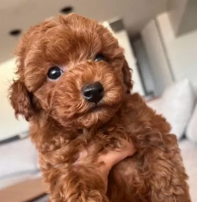Maltipoo Yavrumuz Red Brown