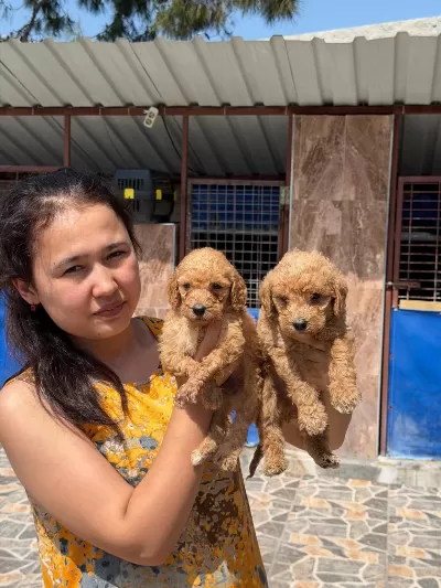 Bebek Yüzlü Maltipoo Teacup Yavrularımız