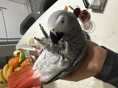 Full Artı Full Evcil Konuşan Jako Papağanı