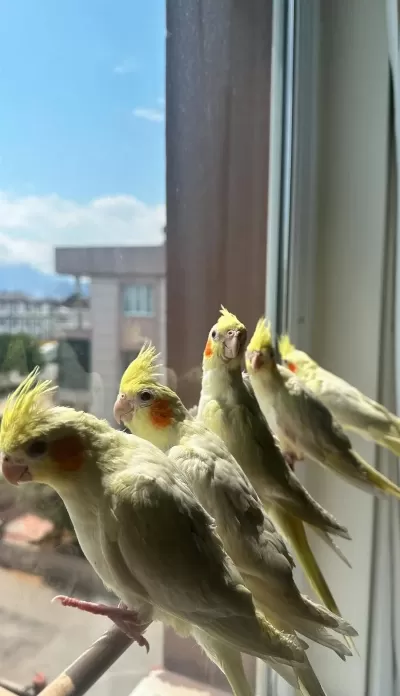 Üst Kalite Full Evcil Süt Bebek Sultan Papağanlar