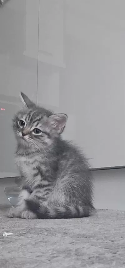 Yavru Kedimize Ömürlük Yuva Arıyoruz