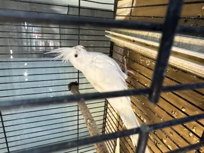 7-8 Kelime Konuşan Albino Sultan Papağanı