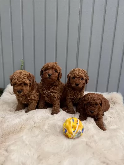 Minik Toy Poodle Bebekler