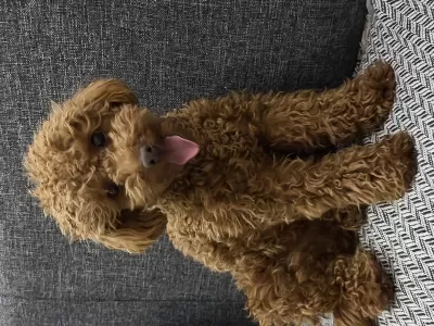 Rezerveye Açık Poodle Yavrular Red Brown