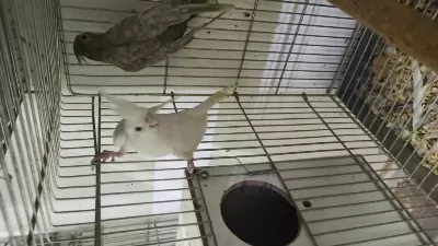 Albino Dişi Damızlık Sultan Papağanı