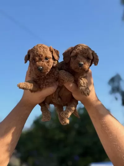 Teacup Korea Poodle Saglik Ve Kg Garantili Wc Egitimli