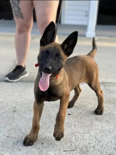 Belçika Malinois Yavrulari İstanbul
