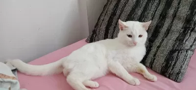 Sahiplendirme Kedimiz İçin Ulaşınız