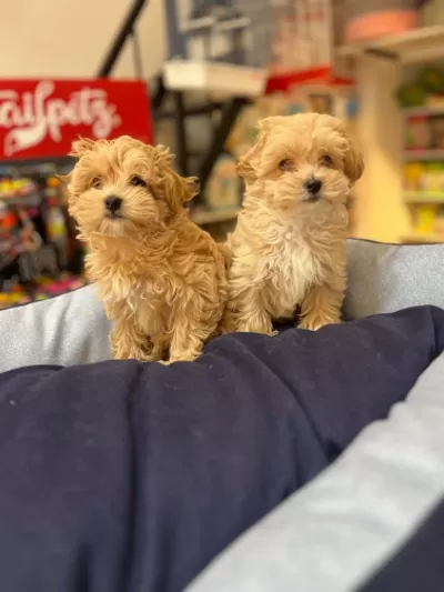 Tüy Dökmeyen Hipoalerjenik Saf Kan Maltipoo Yavrular