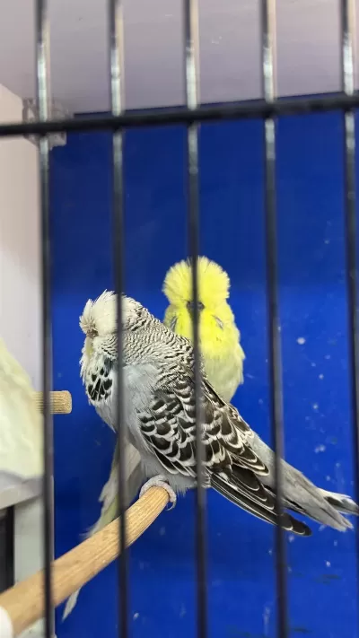 Üst Vasif Eşe Hazir Şhow Jumbo Çift Muhabbet Kuşu