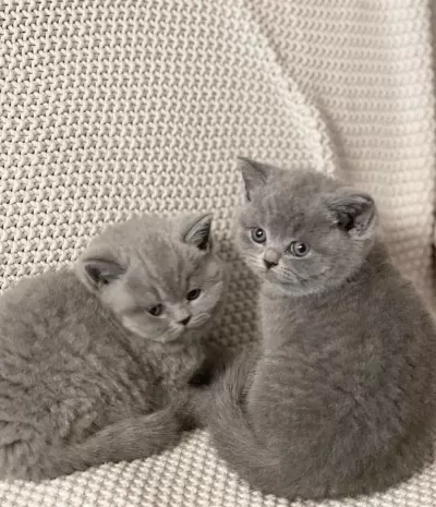 British Shorthair Gri Yavrularim