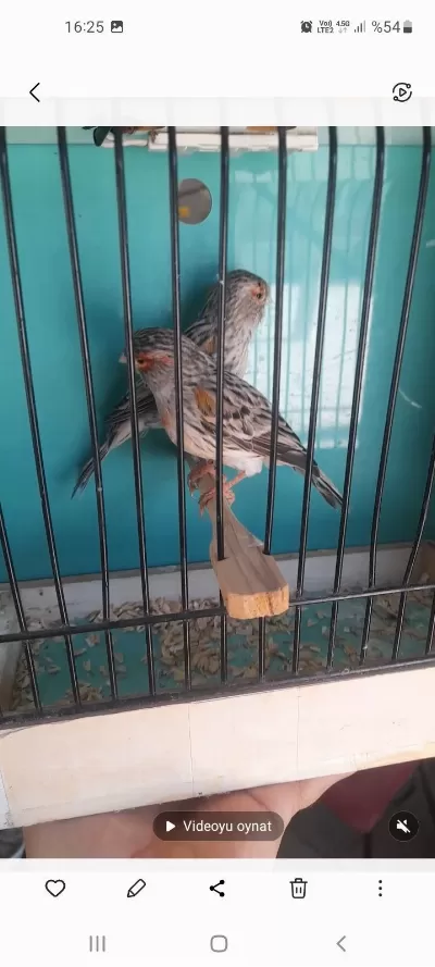 Kanarya Renk Kuşlari