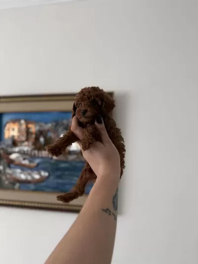 Teacup Kore Poodle Redbrown Yavrum