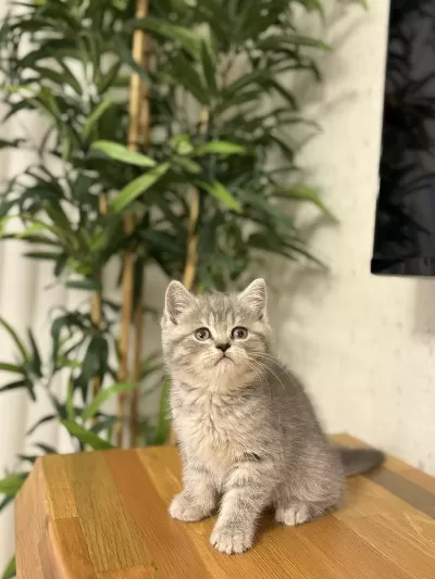 Evinizin Neşesi British Shorthair Yavrular