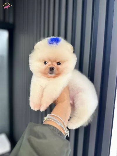 2 Aylık Pomeranian boo Yavrularımız