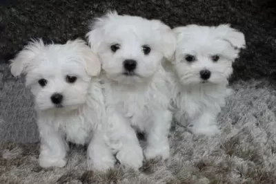 Kar Beyaz Sevimli Yavrular Maltese Terrier