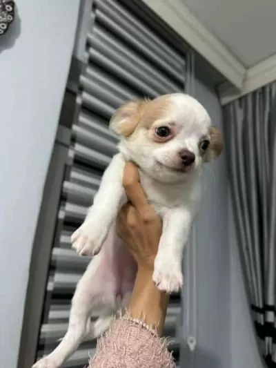 Chihuahua Bebeklerimiz