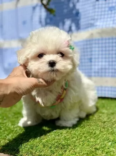 Kar Beyaz Maltese Mini Yavrular
