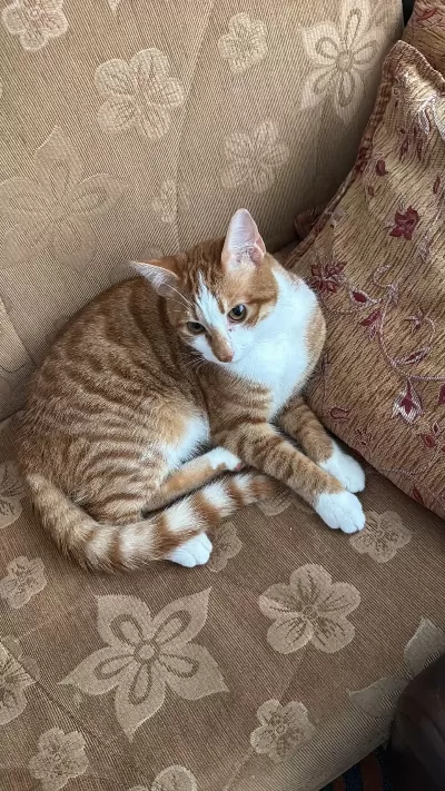 1 Yaşında, Erkek, Sarman Kedi