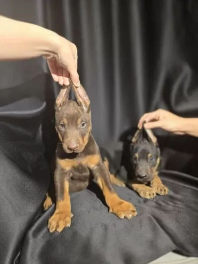 Saf Irk Doberman Kendi Köpeklerim