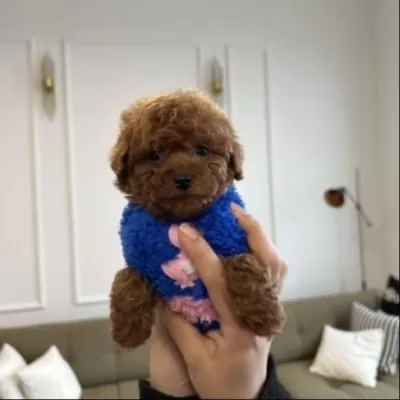 Toy Poodle Dişi Erkek 1.5 Aylık