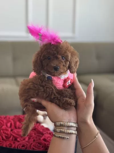 Toy Poodle 3 Aylık Pasaportlu Aşılı  6 Bin
