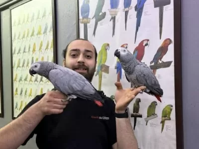 100 Kelime Konuşan Full Evcil Jako Papağani