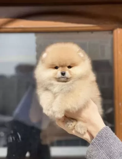 Tosuncuk Bol Tüylu Pomeranian Boo