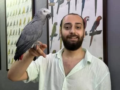 Evcil 11 Aylık Macaw Papağanımız