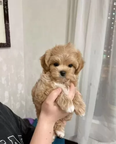 Topaç Gibi Maltipoo Bebeklerim