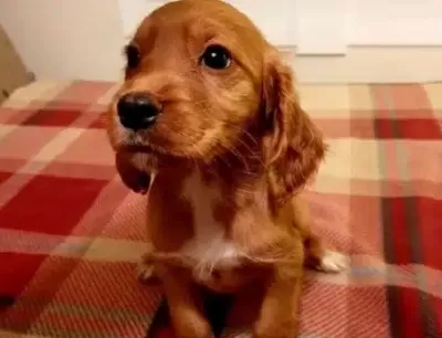Minicik Cocker Yavruları