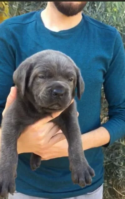 Dev Cane Corso İtaliano Yavruları