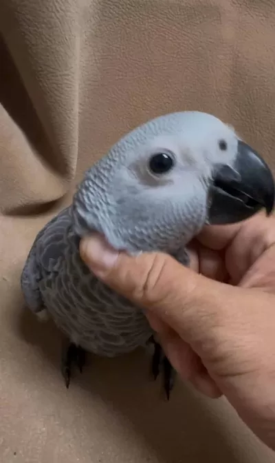 100 Kelime Konuşan Üst Düzey Jako Papağanlarimiz