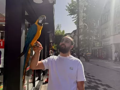 Sari Lacivert Konuşan Macaw Papağanı
