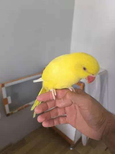 Bebek Yerli Üretim Pakistan Papağanlarimiz