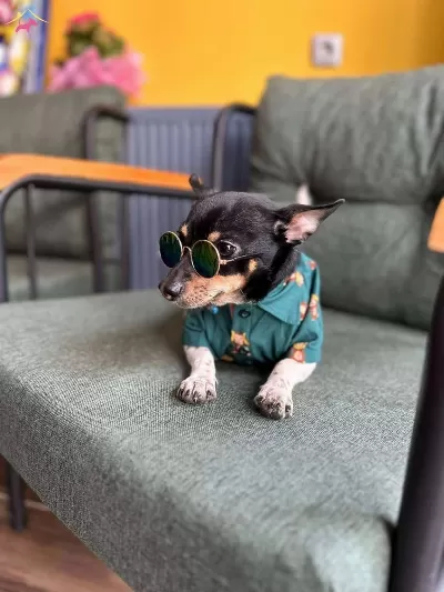 Eğitimli Minyatür Pinscher Ücretsiz Sahiplendirme